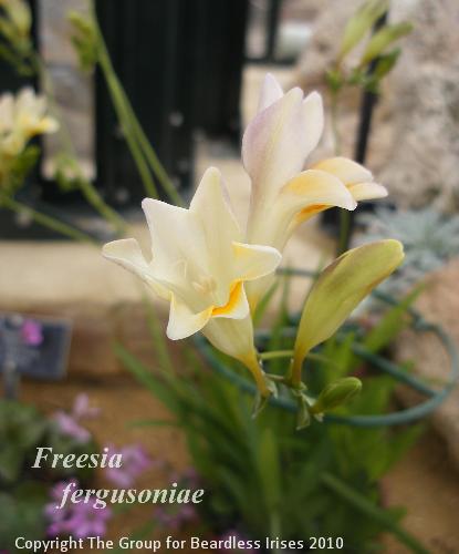 Freesia fergusoniae 